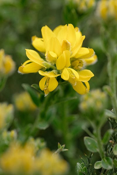 La flor de la Genista hispanica es de un color amarillo muy bonito