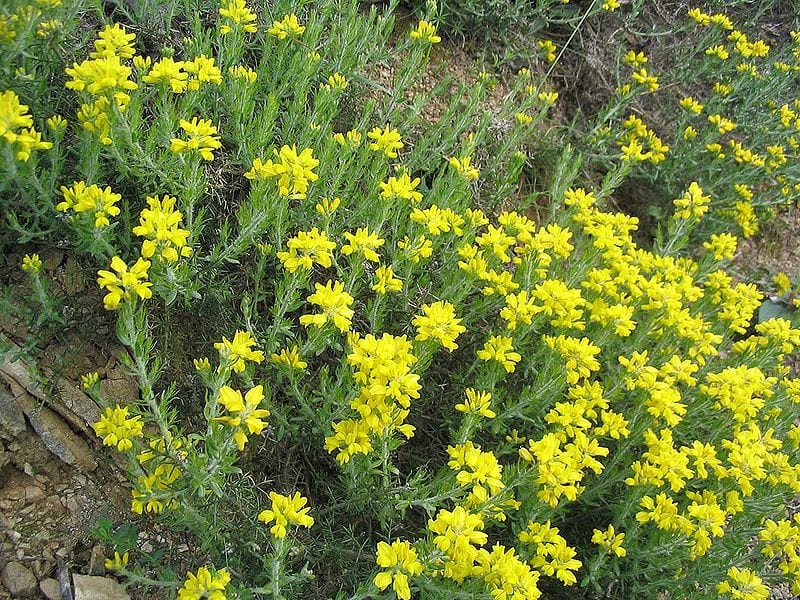 La planta de la Genista hispanica crece en campo abierto