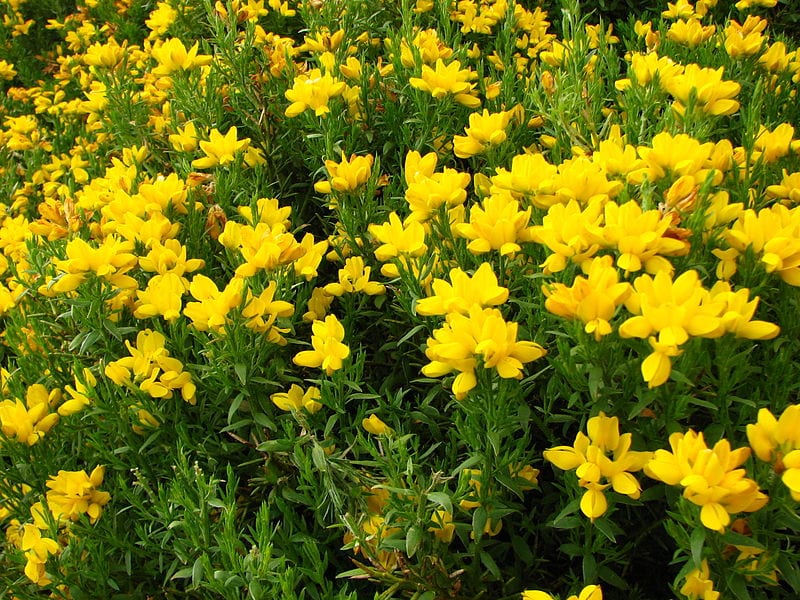 La Genista hispanica subsp occidentalis es una variedad fácil de cuidar