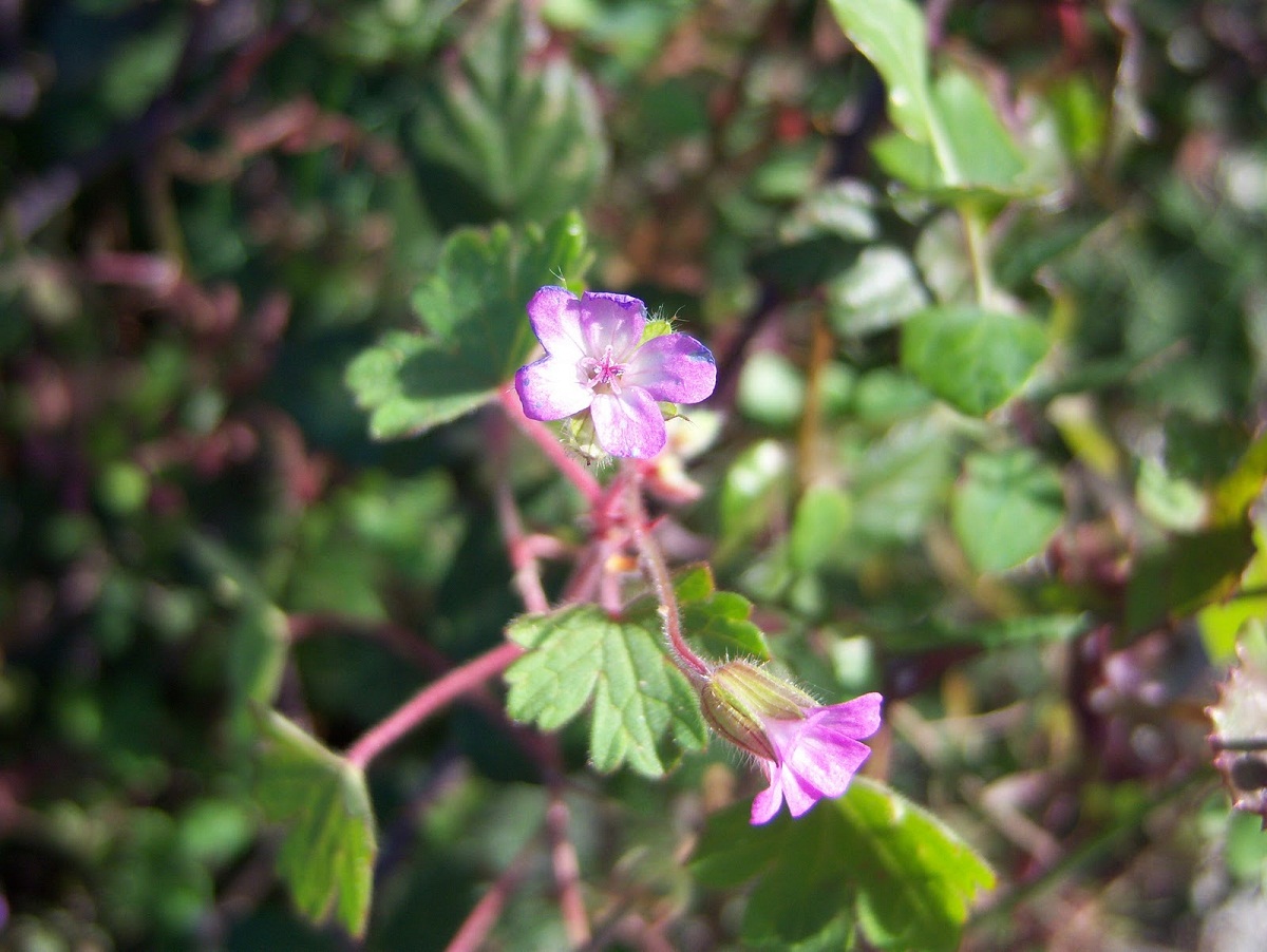 Geranium rotundifolium: identificar y manejar la sausana