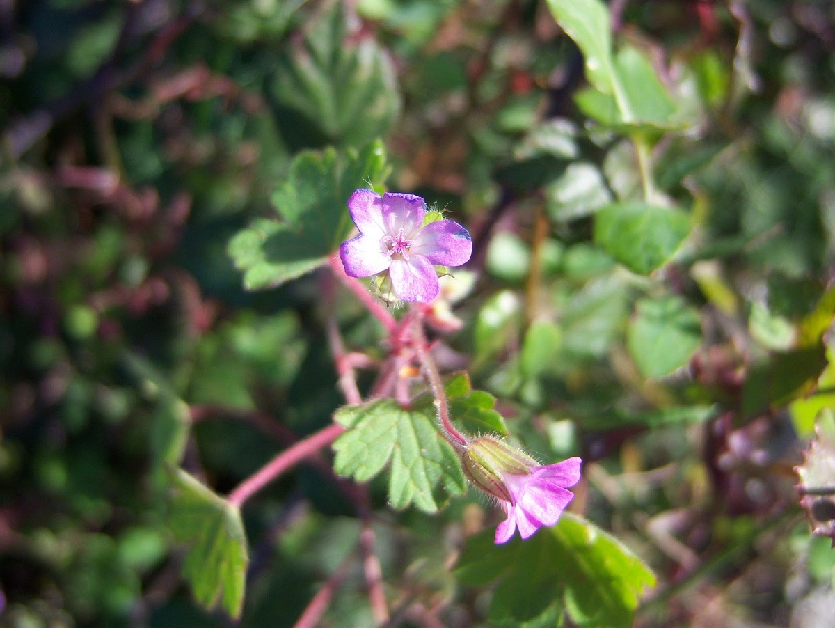 imagen de cerca de unas flores de color rosa