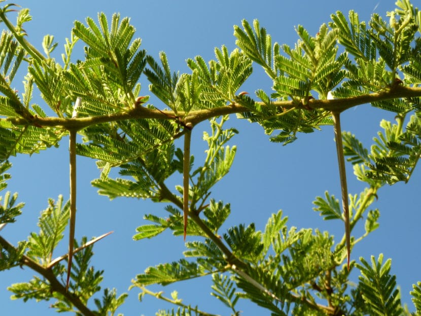 Hojas de Acacia tortilis