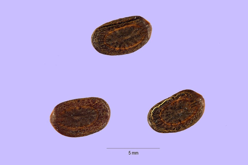 Semillas de Acacia tortilis