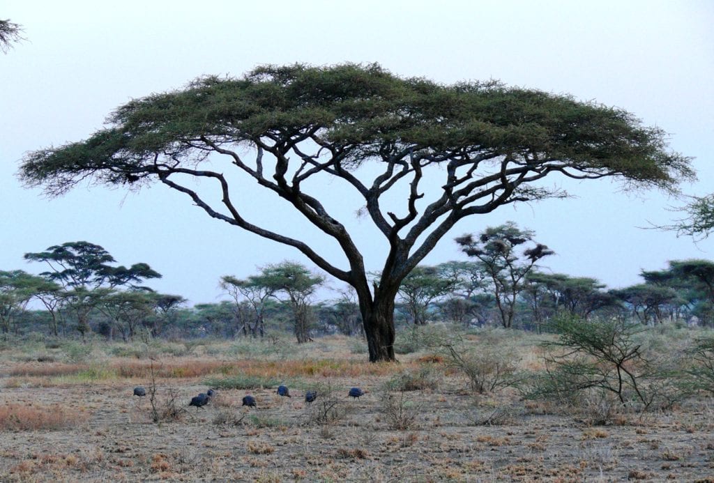 Cómo germinar semillas de acacia africana paso a paso