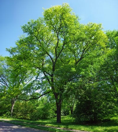 Vista de la Gleditsia triacanthos