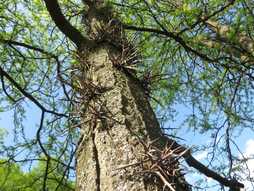 El tronco de la Gleditsia es alto y recto