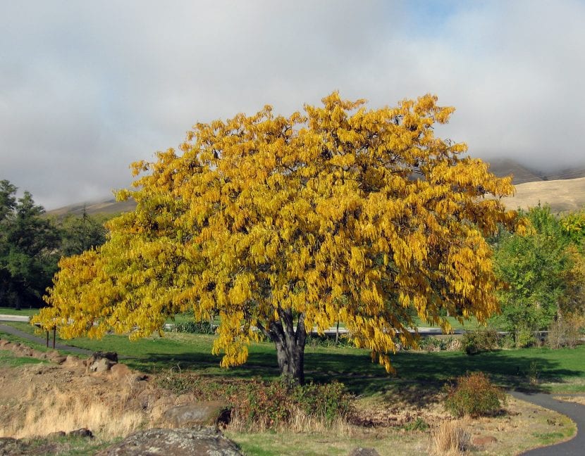 La acacia de tres espinas es un árbol muy decorativo