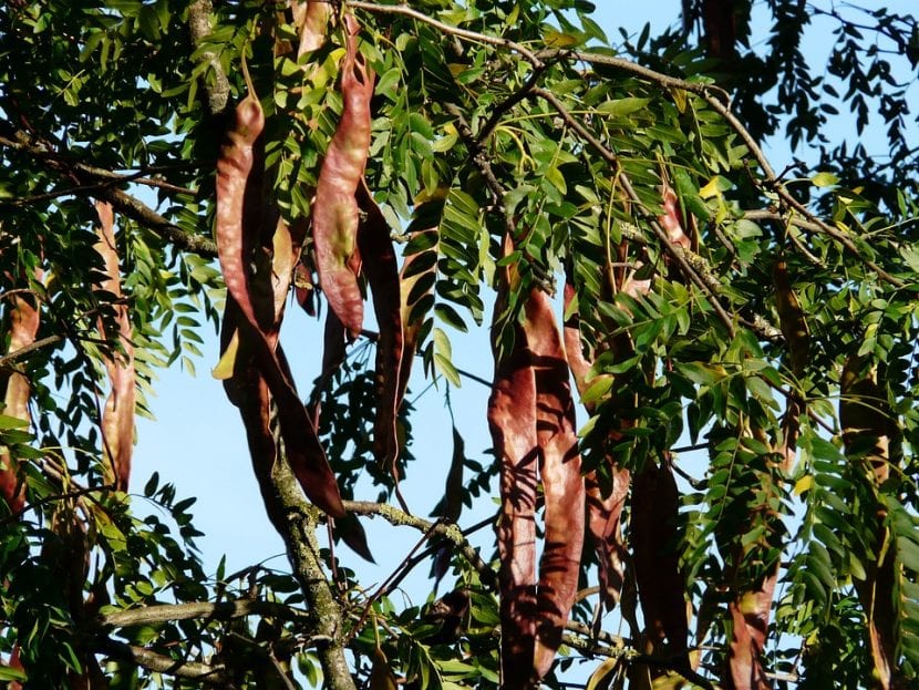 Los frutos de la Gleditsia triacanthos son legumbres secas