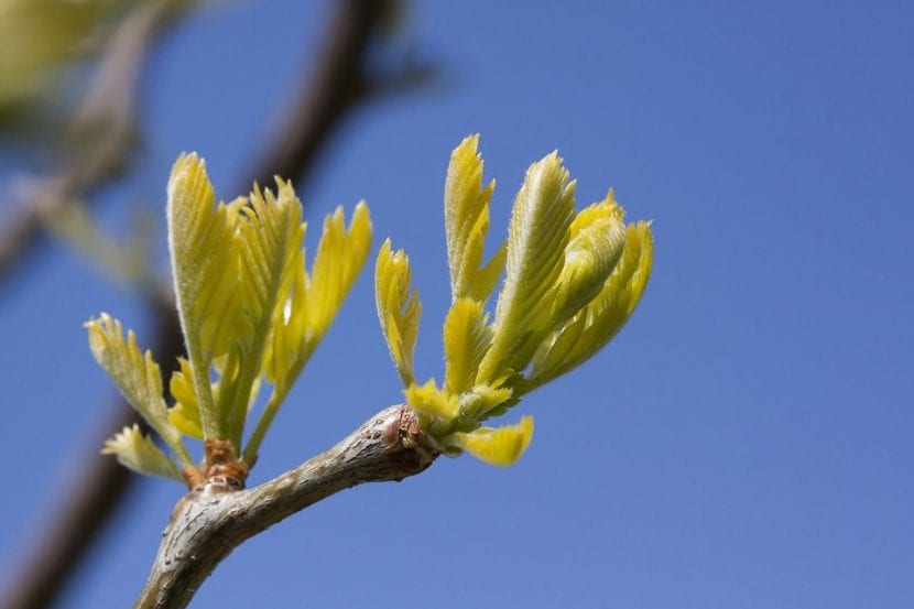 Las hojas de la Gleditsia triacanthos son caducas