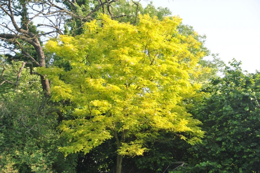 Vista de la Gleditsia triacanthos 'Sunburst'