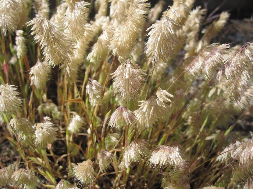 Lamarckia aurea: la grama dorada que no es un arbusto