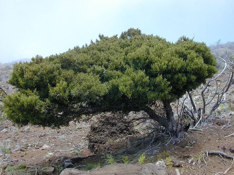 Vista de la Dodonaea viscosa