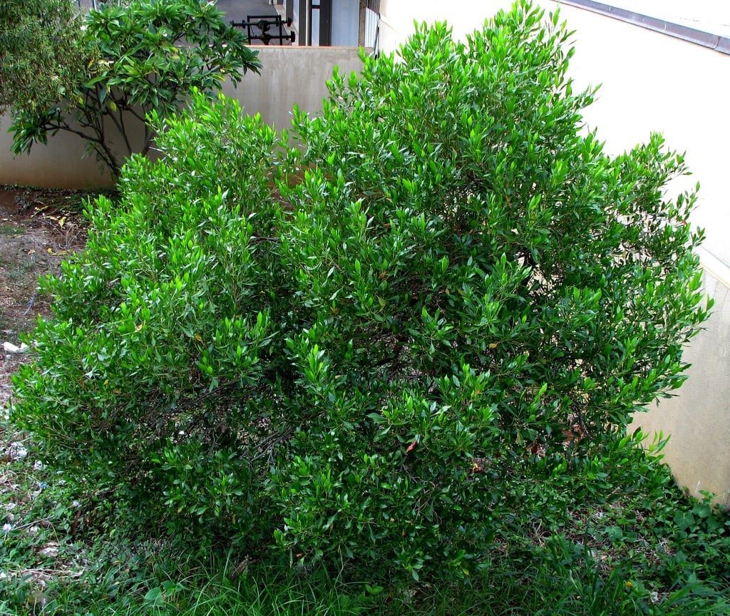 Granadillo (Dodonaea viscosa): cultivo, poda y frío que aguanta
