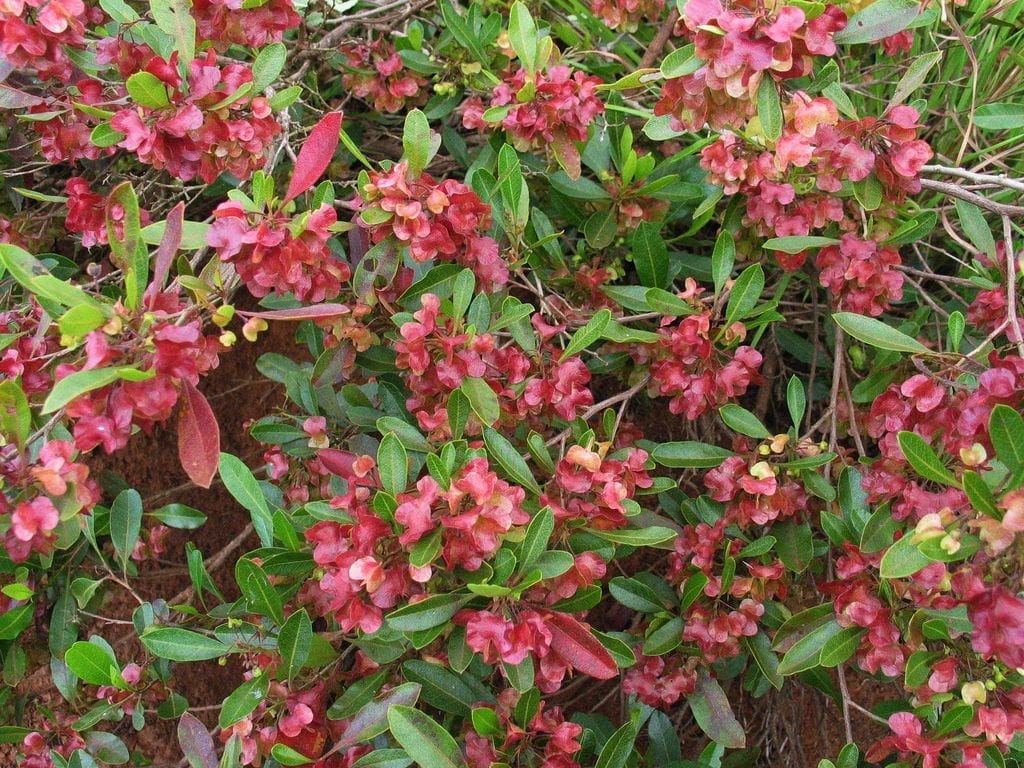 Flores del granadillo