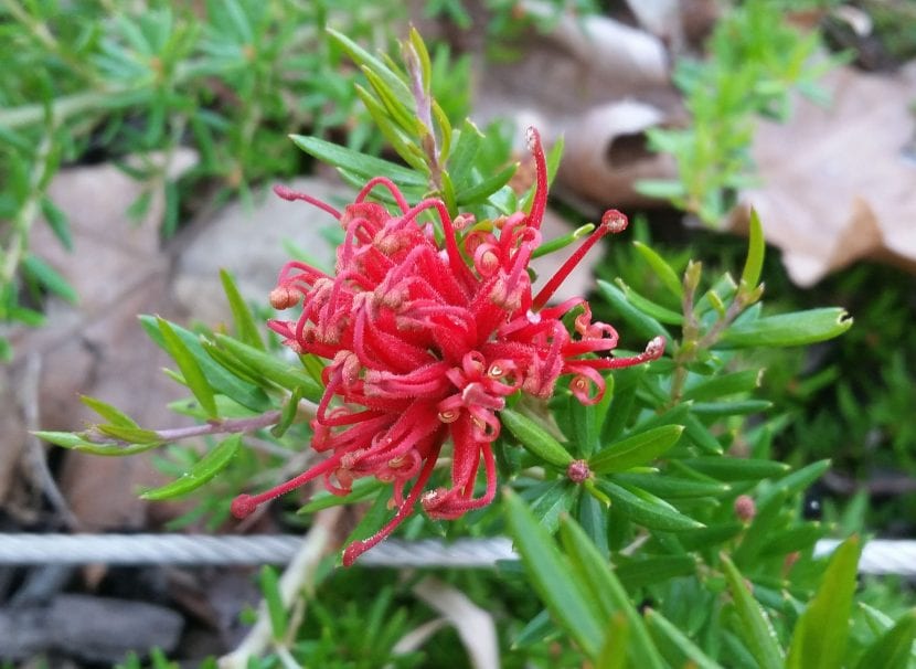 Flor de Grevillea juniperina