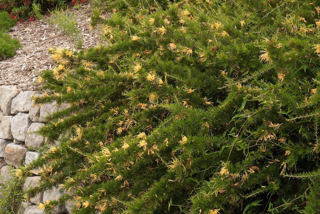 Grevillea juniperina: cuidados, poda y el error del abono