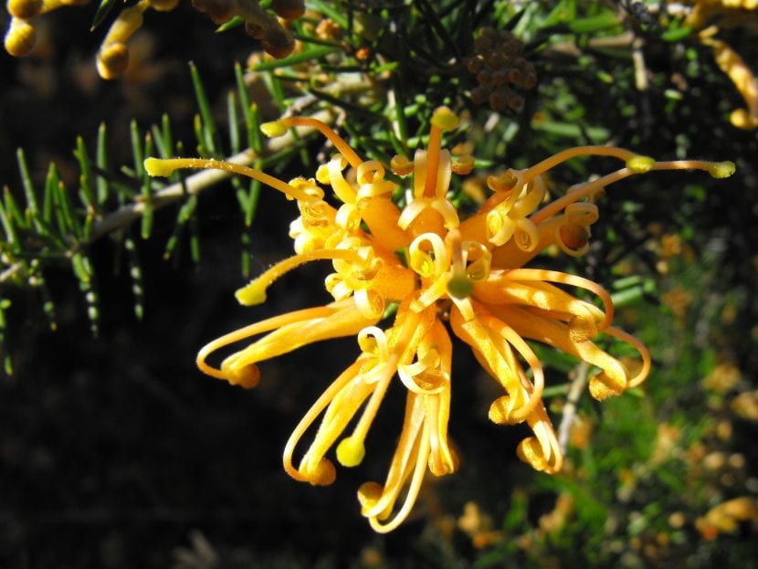 Flor amarilla de Grevillea juniperina