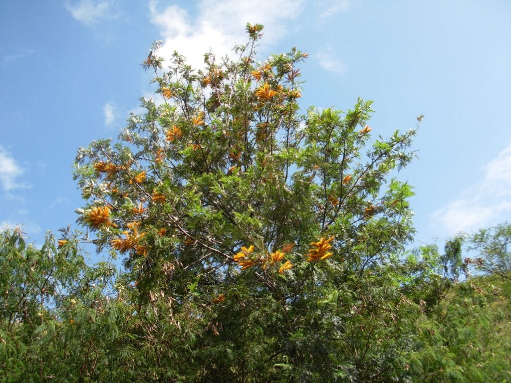 Grevillea robusta: cultivo del roble australiano