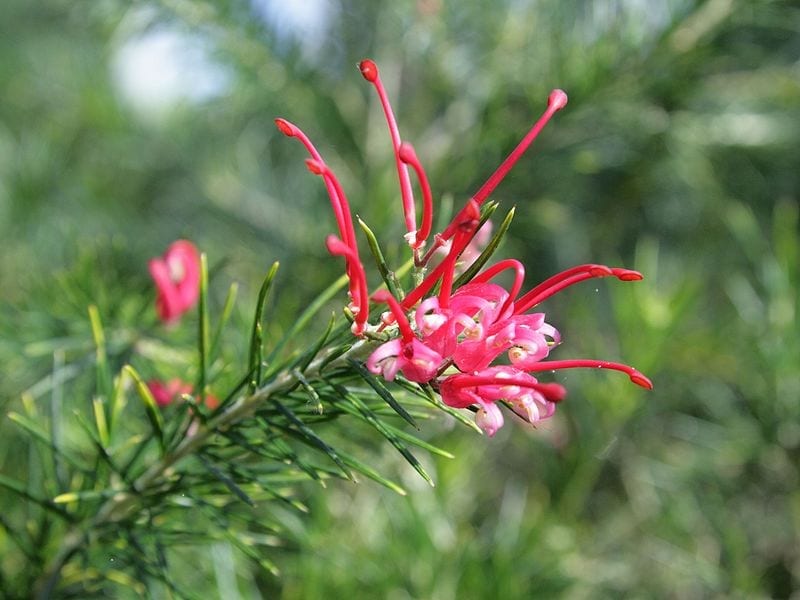 La Grevillea juniperina es una planta de flores rosas