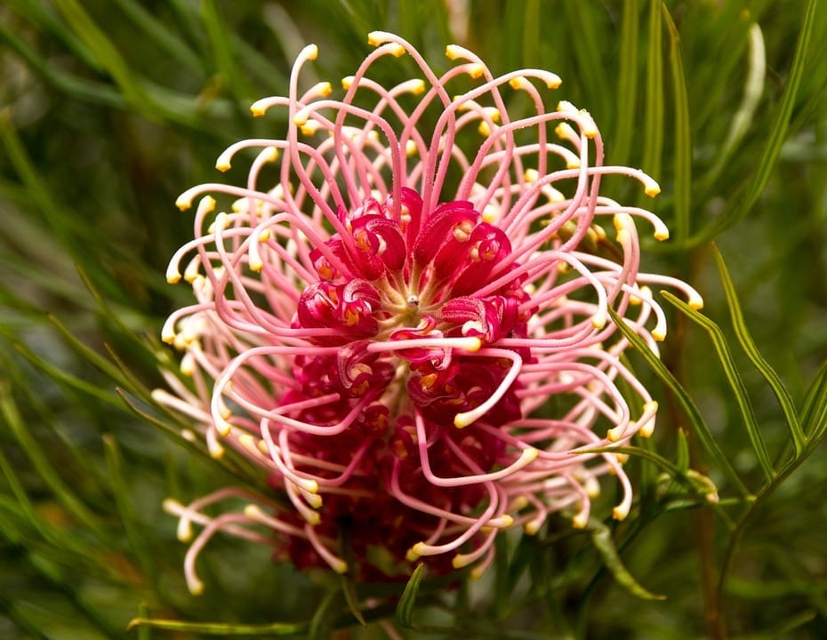 Grevillea: cultivo, especies y por qué el abono las mata