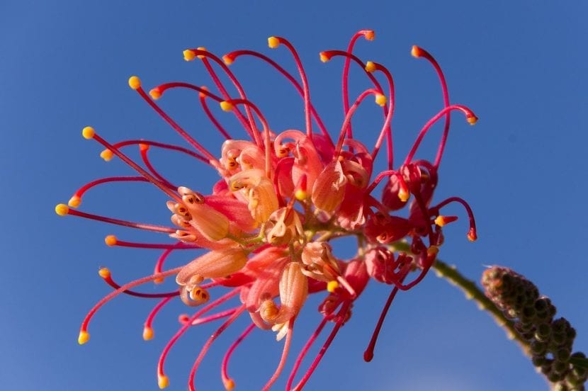 La flor de Grevillea es muy vistosa