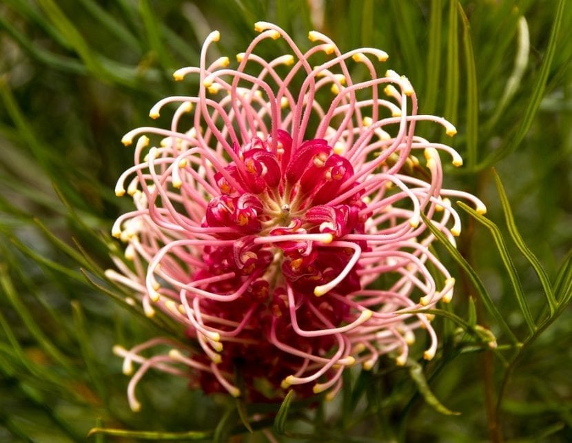 La flor de Grevillea brota en primavera