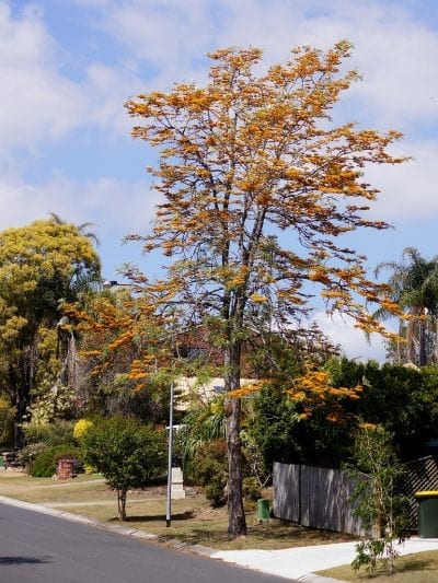 La Grevillea robusta es un árbol ideal para jardines medianos a grandes