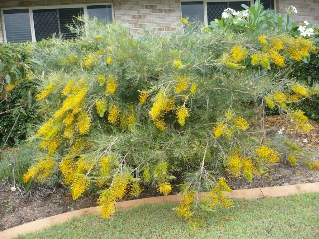 La Grevillea Golden Yu Lo tiene flores amarillas