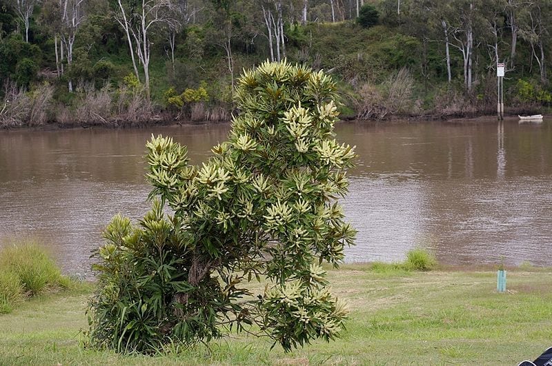 La Grevillea baileyana produce flores amarillo-verdosas