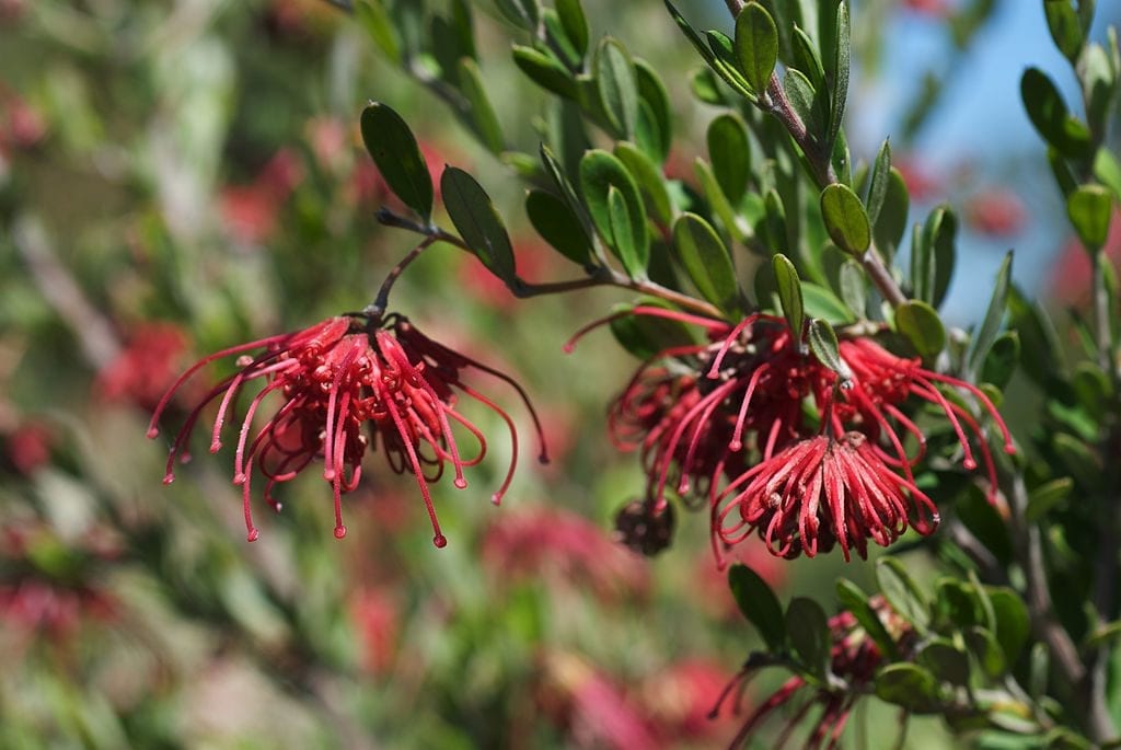 La Grevillea speciosa es un arbolito ideal para jardín