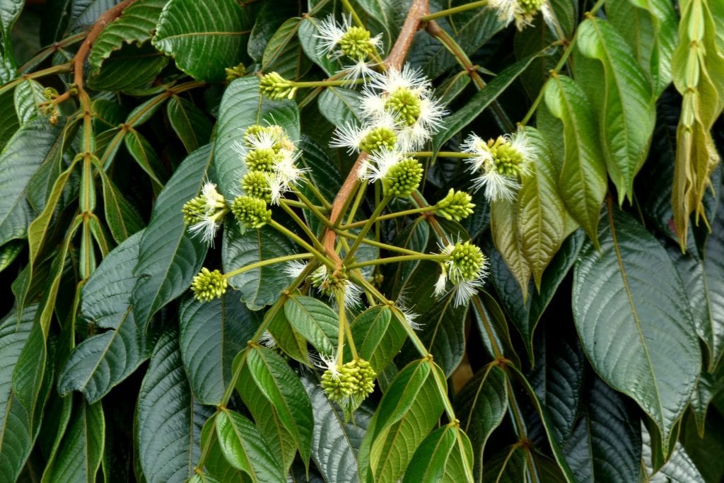 Guama (Inga edulis): cultivo, clima y fruto comestible