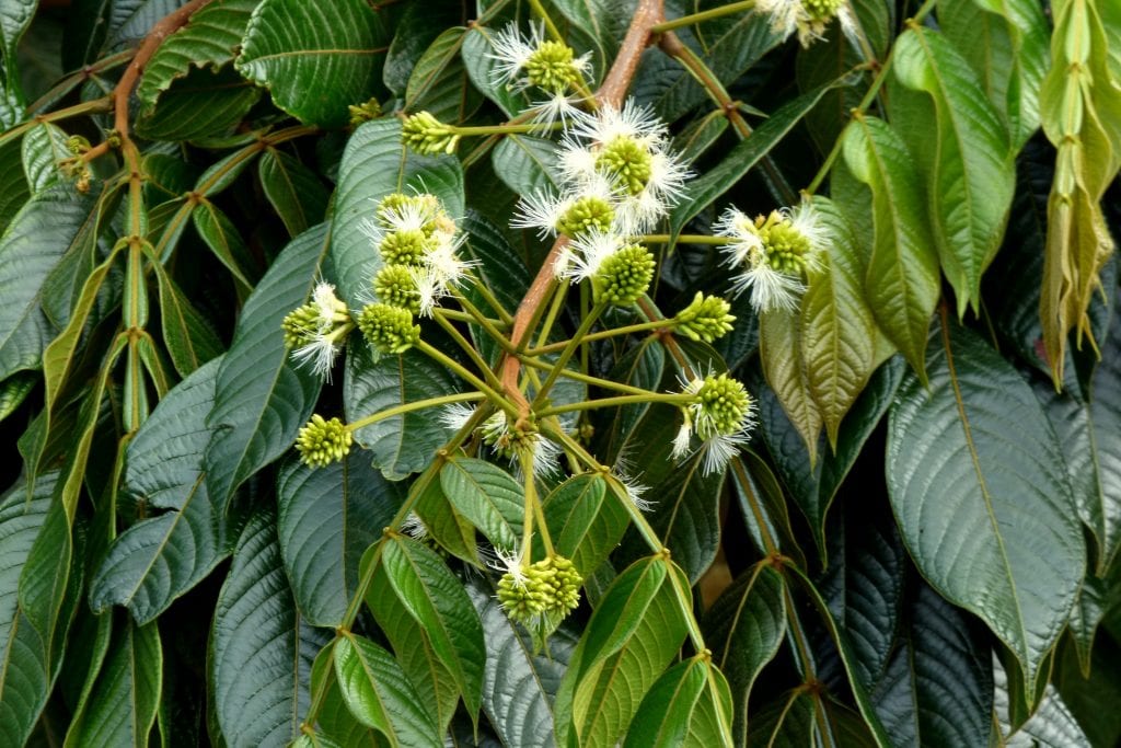 Las flores de la guama son blancas