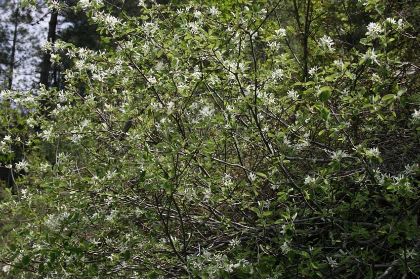 Guillomo (Amelanchier ovalis): cultivo, poda y frutos