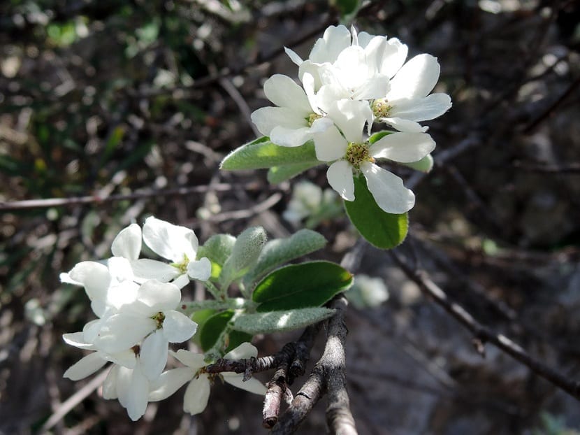 flores del guillomo