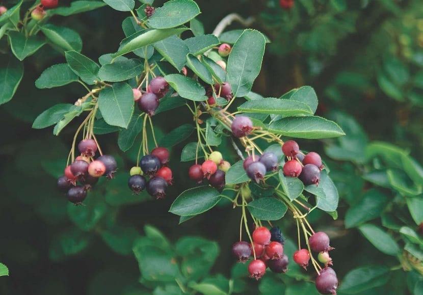 frutos del guillomo