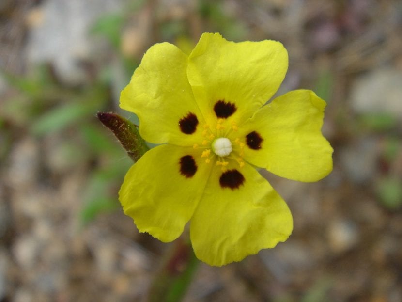 Las flores del Halimium halimifolium son amarillas