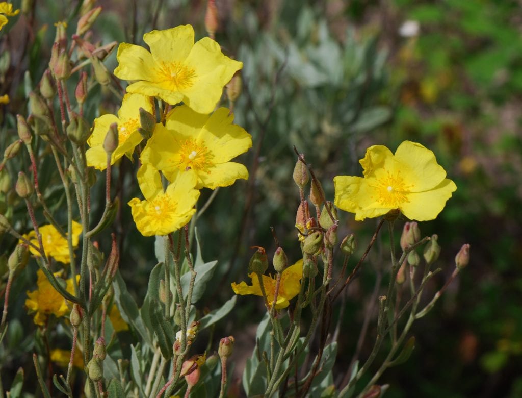 Halimium halimifolium: cultivo del jaguarzo blanco