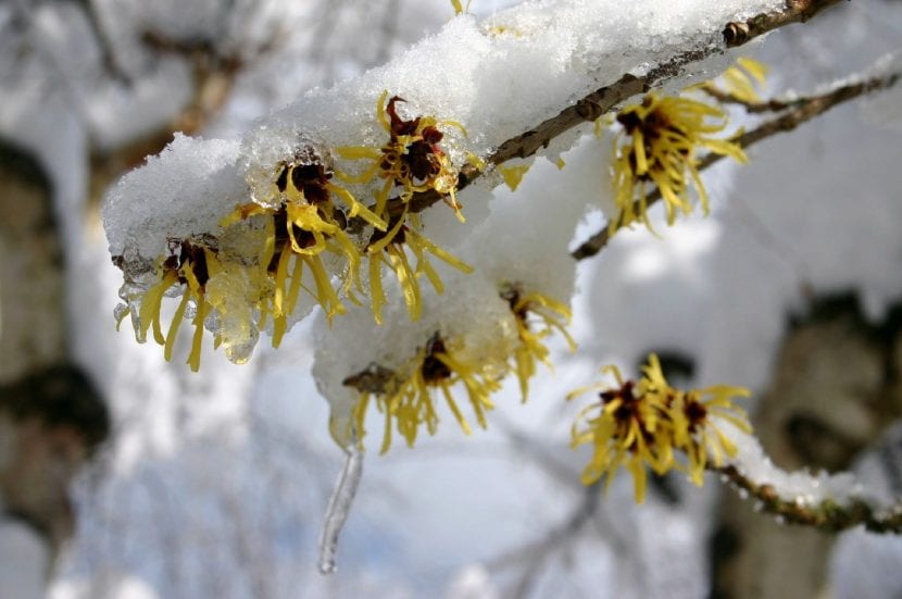 Flores de Hamamelis cubiertas de nieve