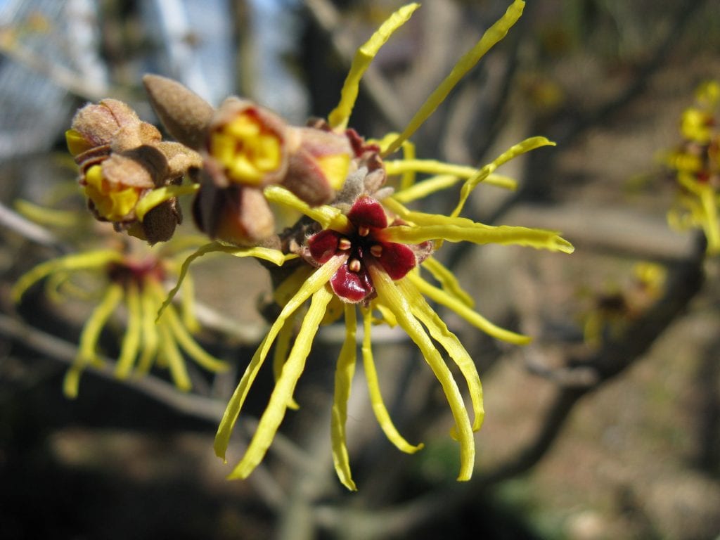 Hamamelis: cultivo, variedades y poda del arbusto de invierno