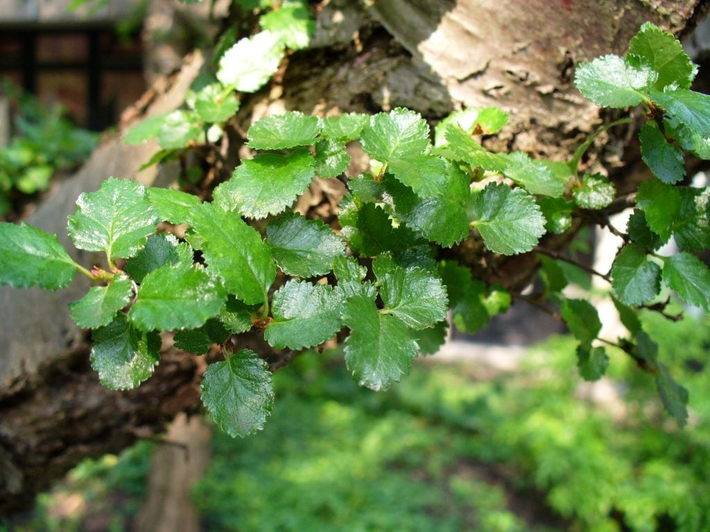 Haya antártica (Nothofagus antarctica): el ñire y su cultivo