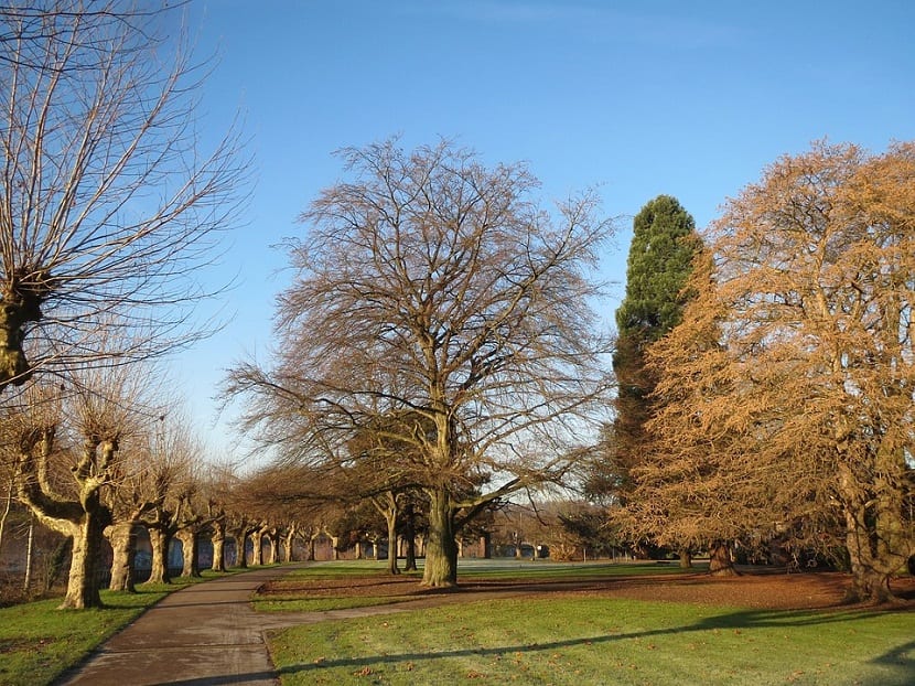 Haya común (Fagus sylvatica): cultivo, seto y cuidados