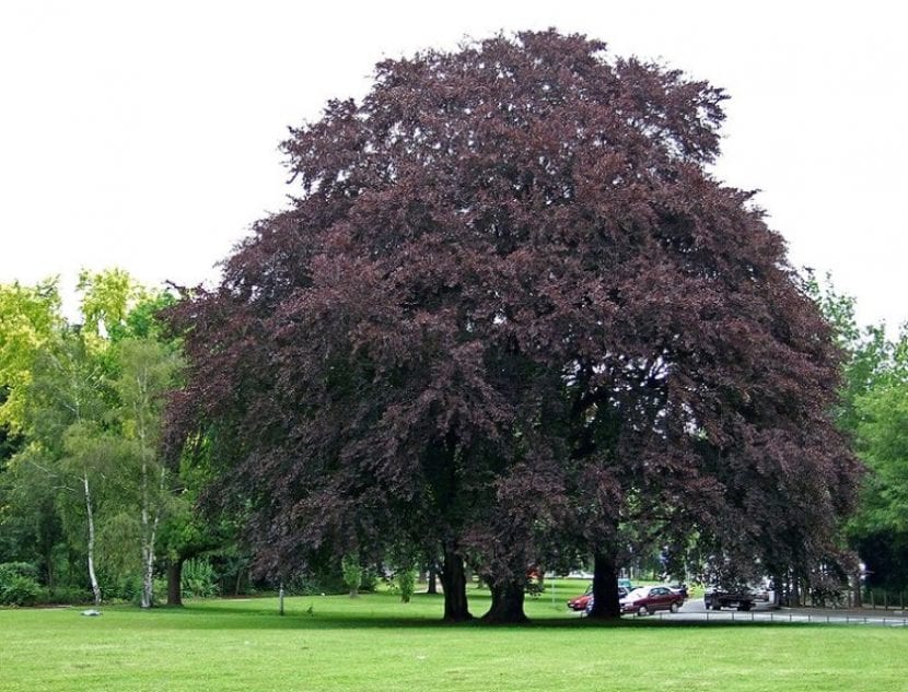 Fagus sylvatica 'Atropurpurea'