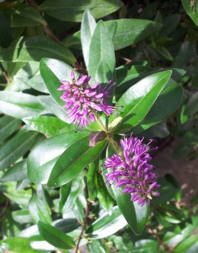 Hebe x andersonii