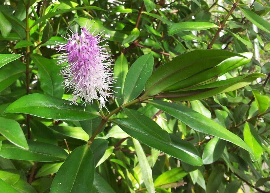Hebe andersonii: cultivo, poda y resistencia al frío