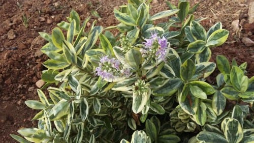 Hebe de hoja variegada con margen crema
