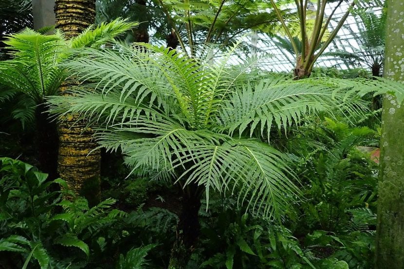 Vista del Blechnum gibbum