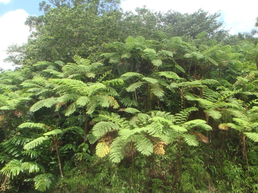 Vista de la Cyathea arborea