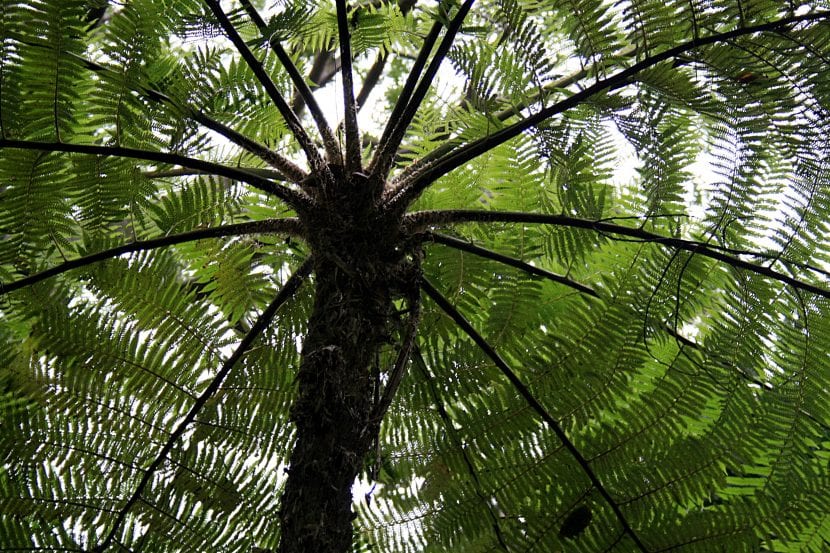 Vista de una Cyathea