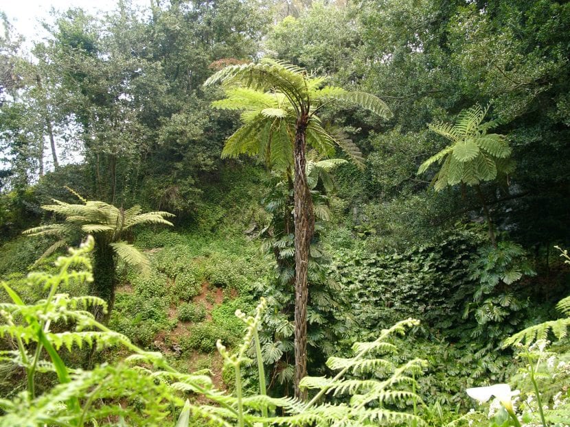Vista de la Cyathea cooperi
