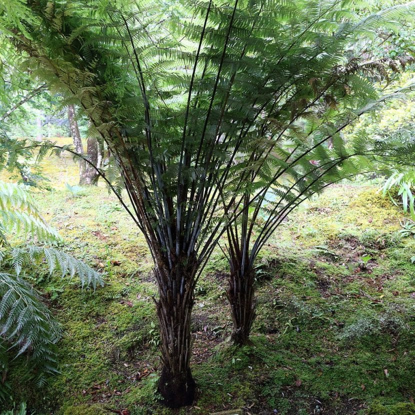 Vista de la Cyathea dealbata